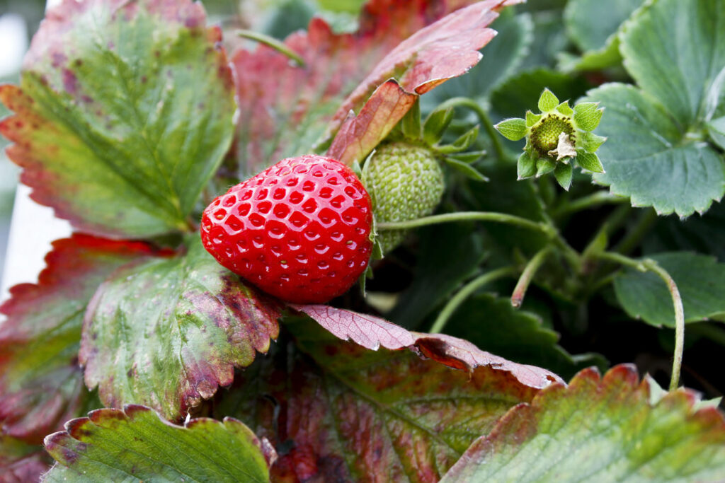Les fraises en jardinière reviennent-elles chaque année ?