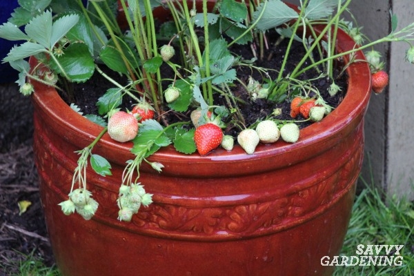 Les fraisiers ont-ils besoin de grands pots ?