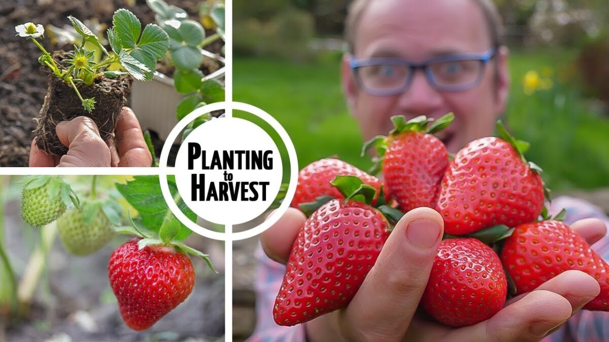 Les fraisiers ont-ils besoin d'un sol profond ?
