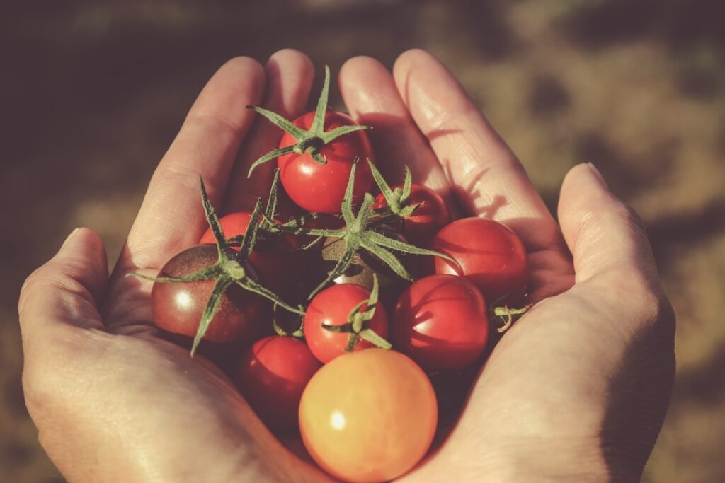 Où dois-je mettre mes plants de tomates à l'extérieur ?