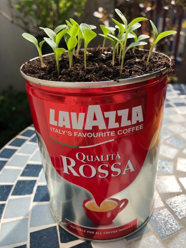 Puis-je faire pousser des légumes sur mon balcon ?