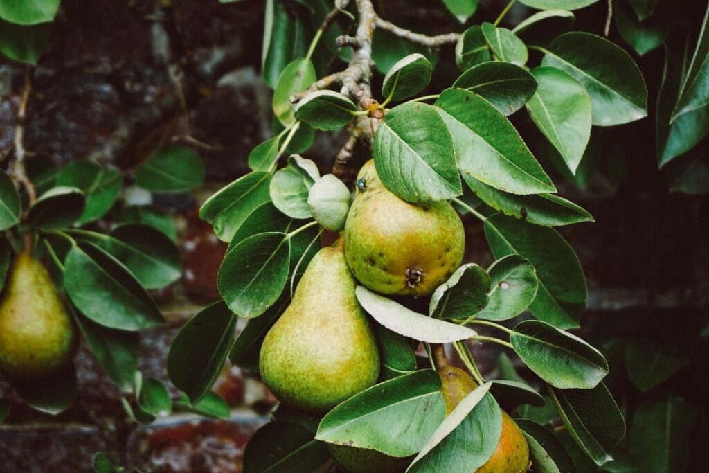 Quel âge doit avoir un pommier pour produire des pommes ?