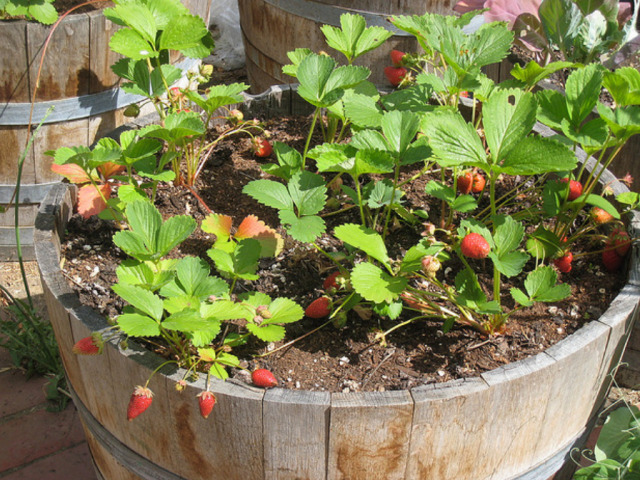 Quelle doit être la profondeur des pots pour les fraises ?
