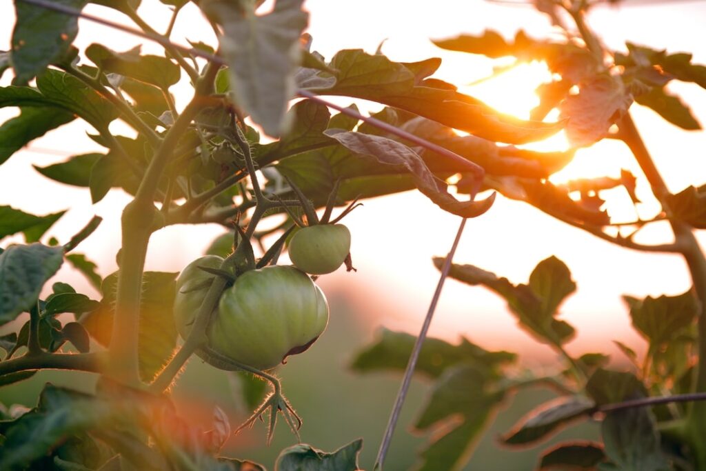 Quels légumes poussent en balcon ombragé ?