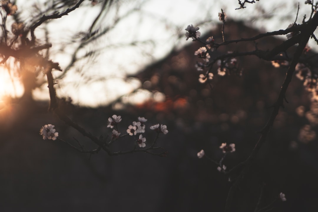 Puis-je planter des fraises sous les arbres fruitiers?