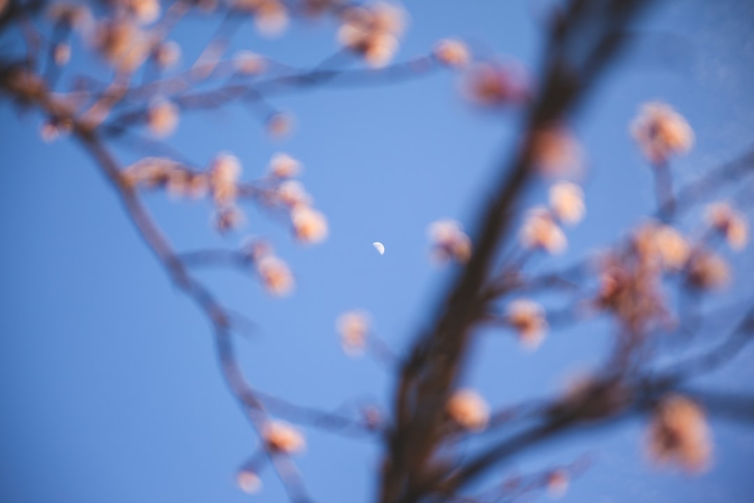 Que dois-je planter sous les arbres fruitiers ?