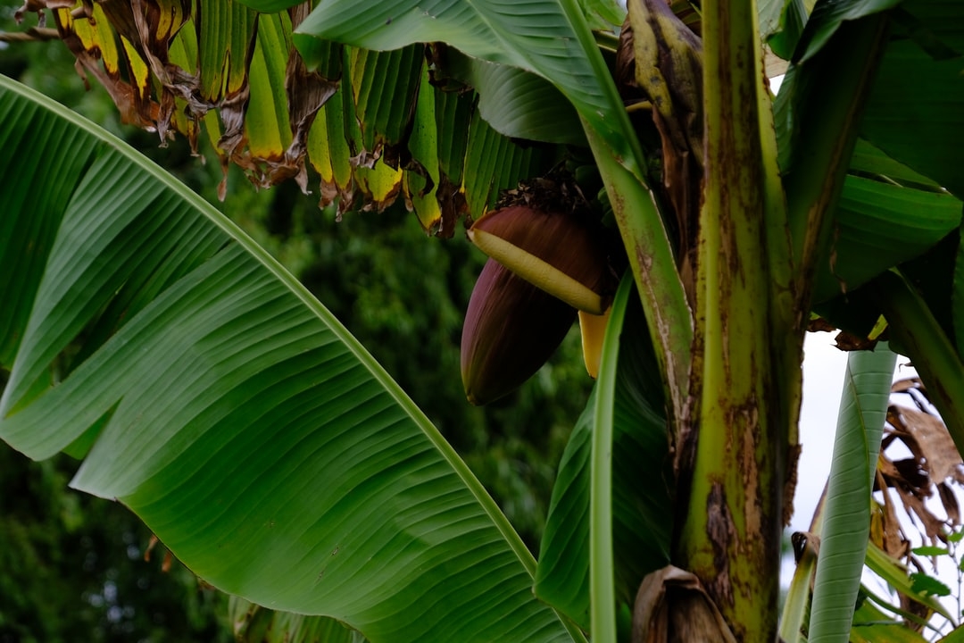 Comment consommer la fleur de banane ?