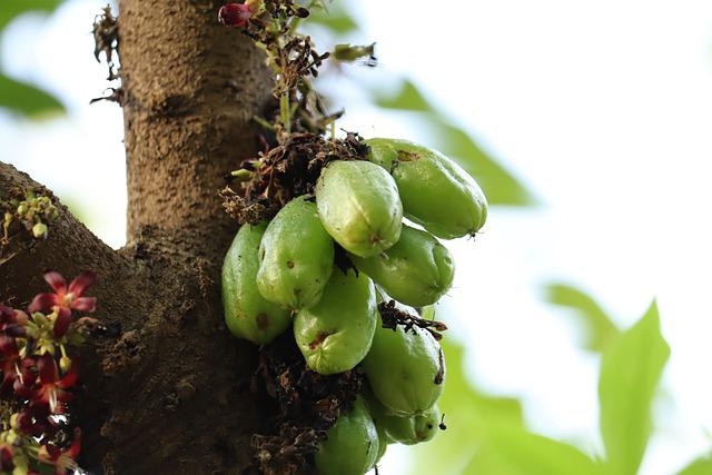 Comment faire compote Bilimbi ?