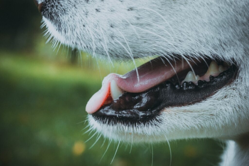 Comment faire germer un noyau d'avocat sans cure-dents ?