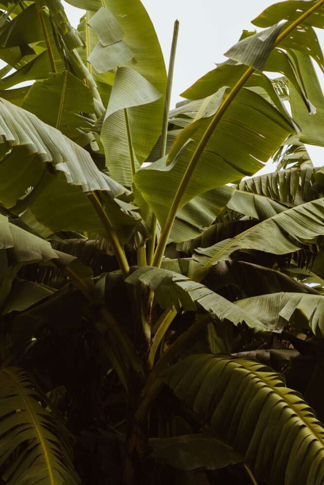 Comment faire pousser un bananier à partir d'une banane ?