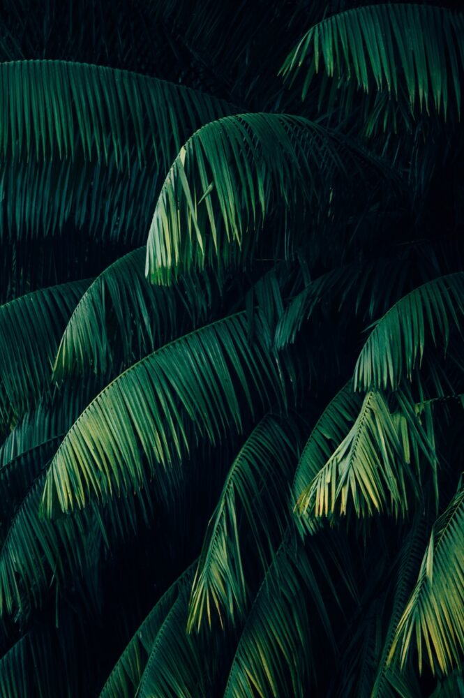 Comment faire pousser un plant de banane ?