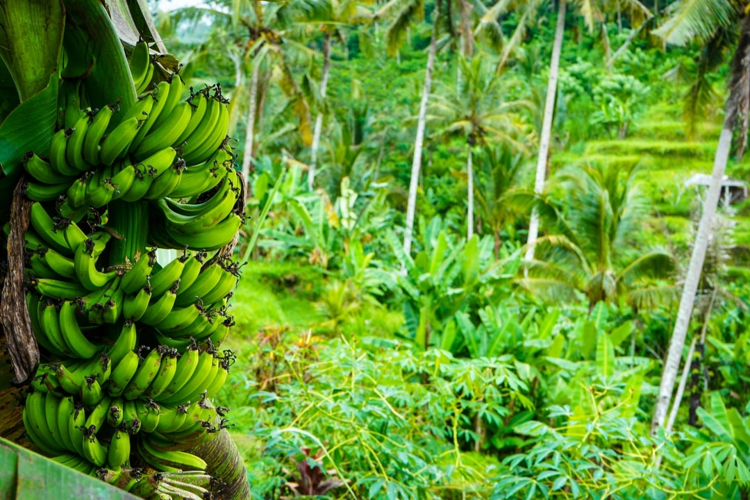Comment faire pousser une pousse de bananier ?