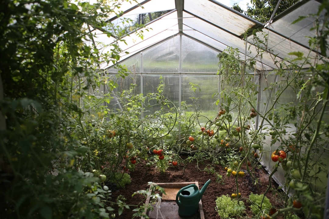 Comment manger les gros cornichon du jardin ?
