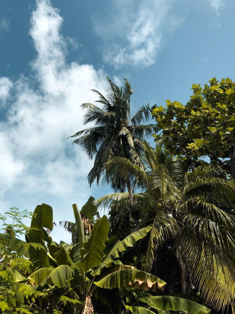 Comment produire de la banane ?