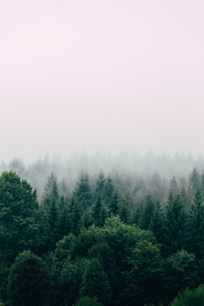Comment s'appelle l'arbre du concombre ?