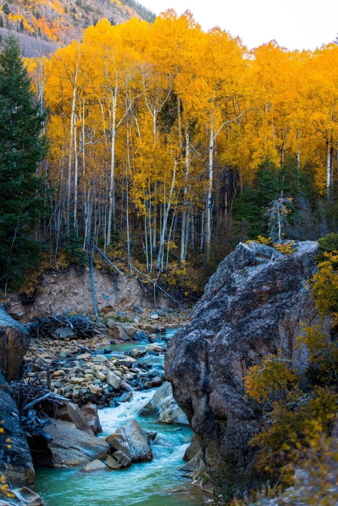 Comment s'appelle l'arbre du concombre ?