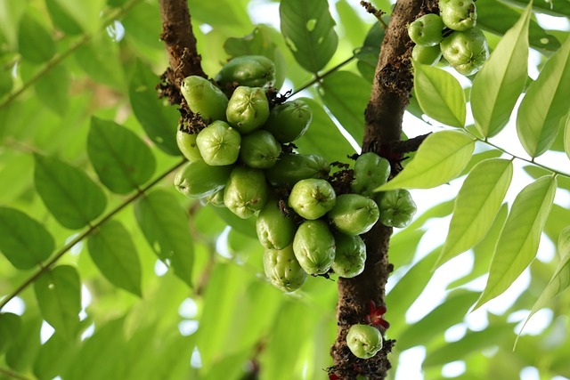 Comment s'appelle l'arbre qui donne des coins ?