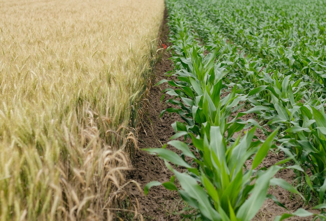Est-ce que l'agriculture biologique est une agriculture durable ?