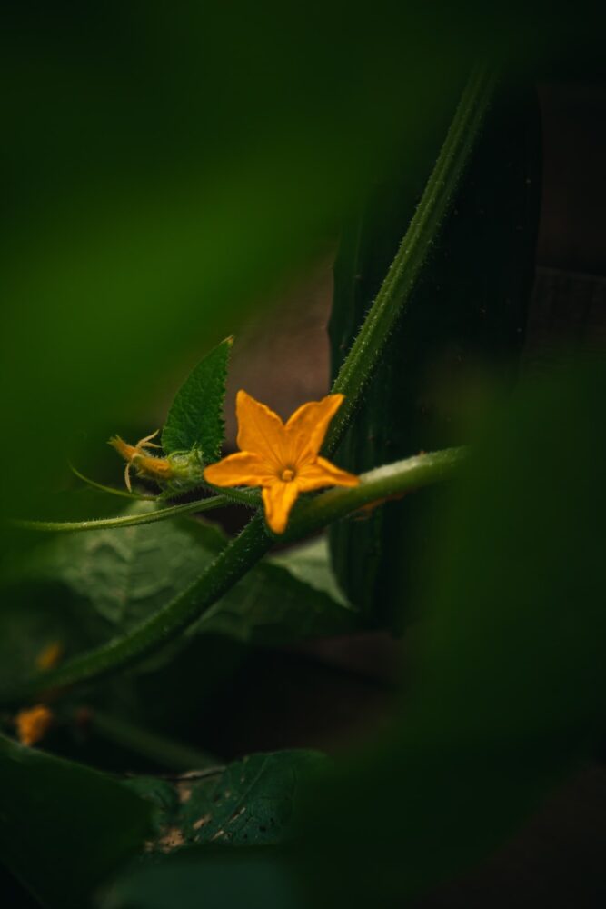 Où planter les concombres dans le jardin ?