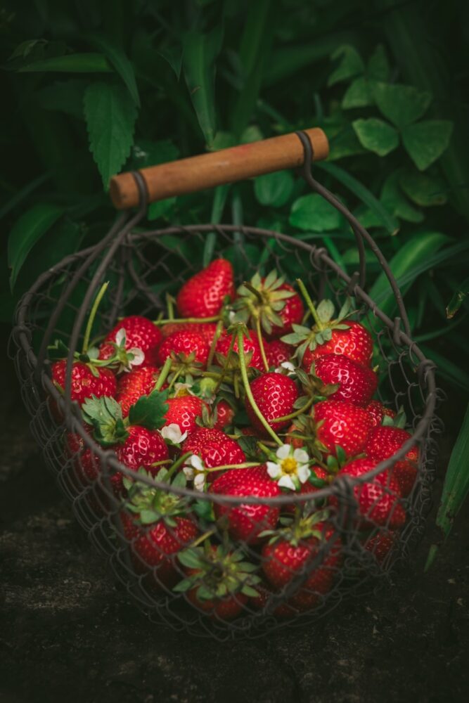 Quand il faut planter les fraises ?