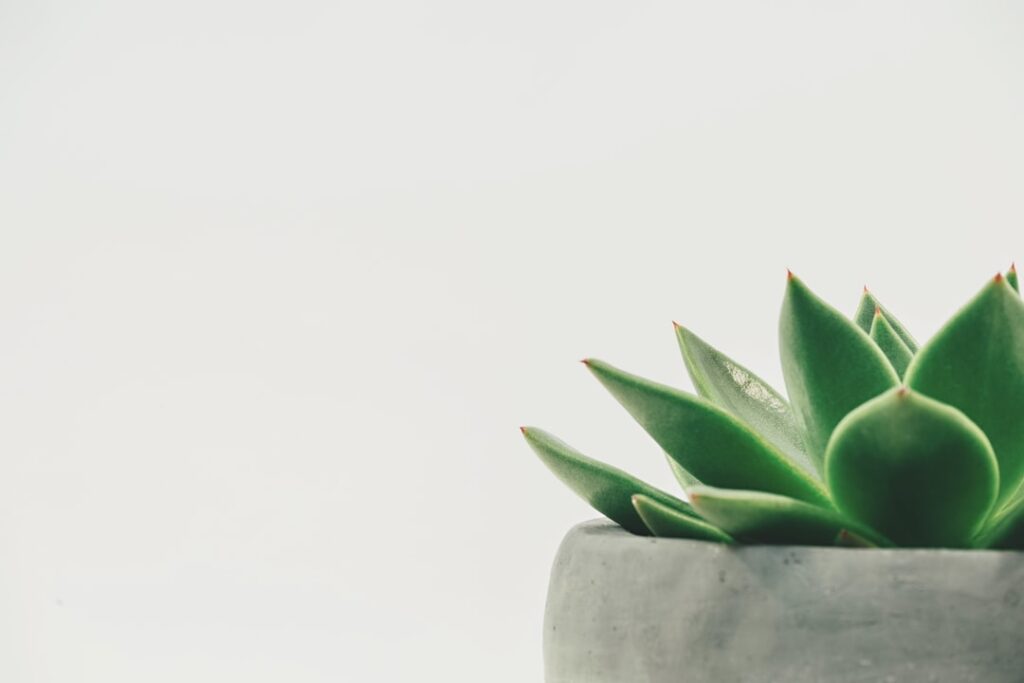 Quel arbre fruitier planter en Provence ?