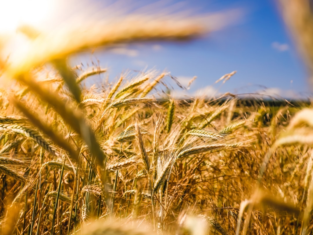 Quel est la particularité de l'agriculture biologique ?