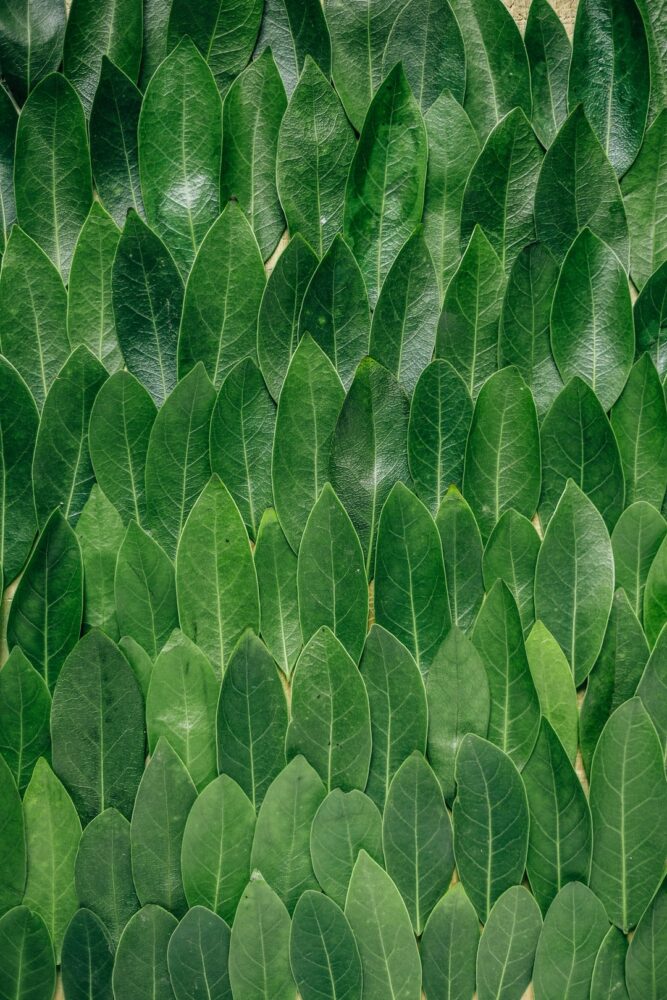 Quelle distance entre les plants de concombre ?
