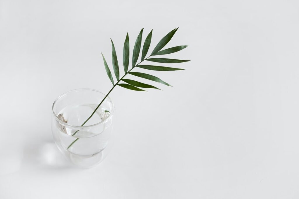 Quelle distance entre les plants de fraisiers ?
