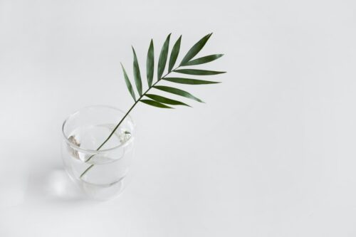 Quelle distance entre les plants de fraisiers ?