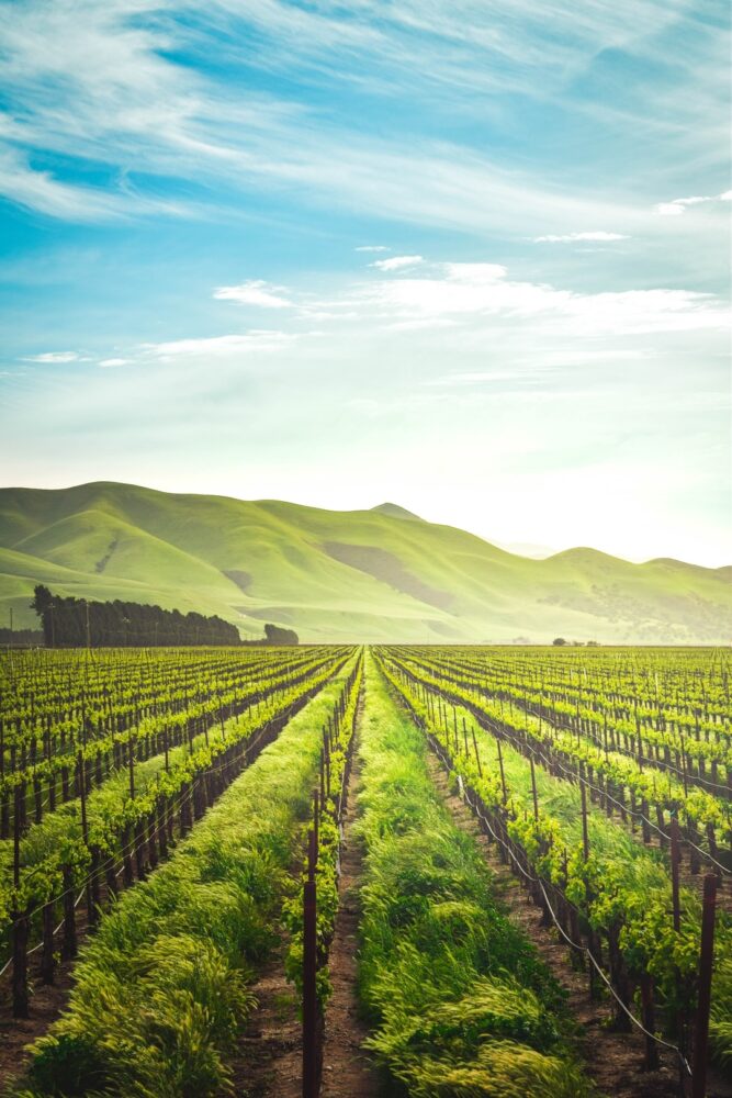 Quelle est la différence entre l'agriculture biologique et l'agriculture durable ?
