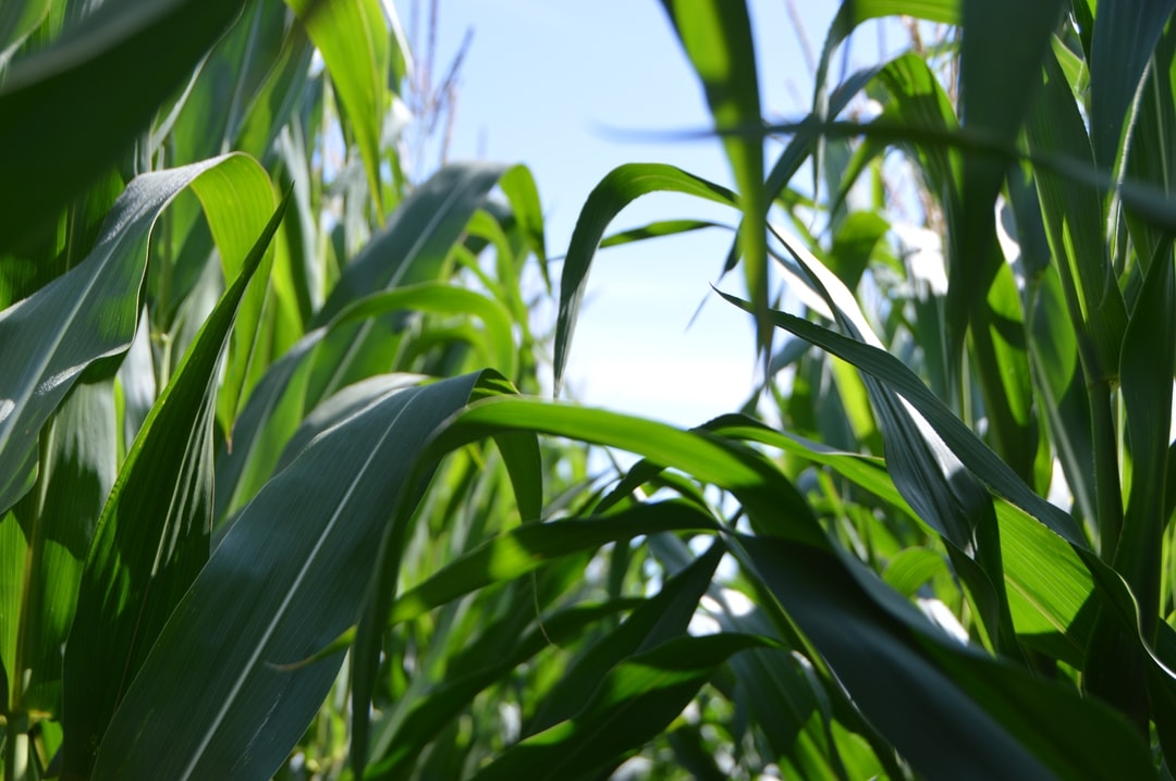Quelle est la différence entre l'agriculture conventionnelle et l'agriculture biologique ?