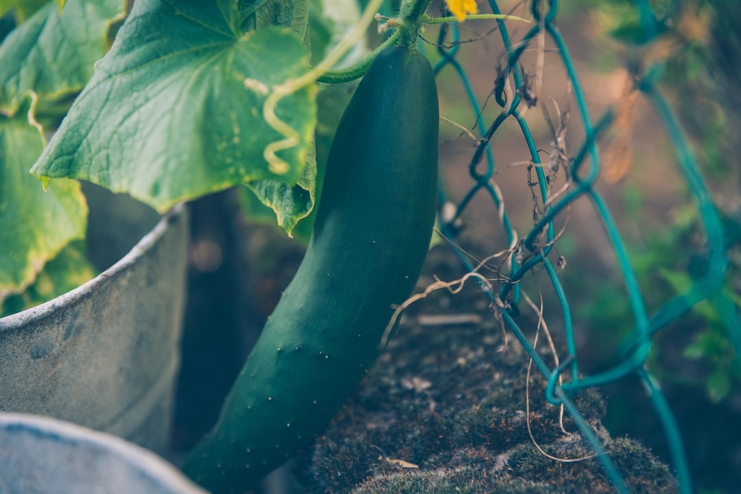 Quelle est la température minimum que peut supporter un plant de tomate ?