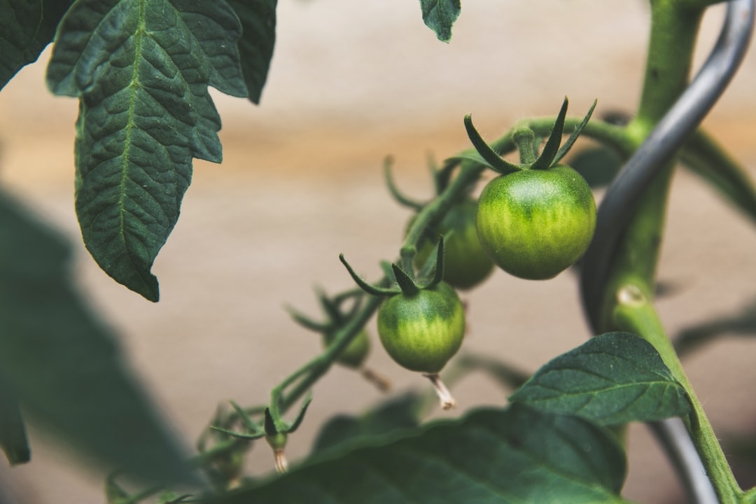 Quelle est l'importance de la biologie dans l'agronomie ?