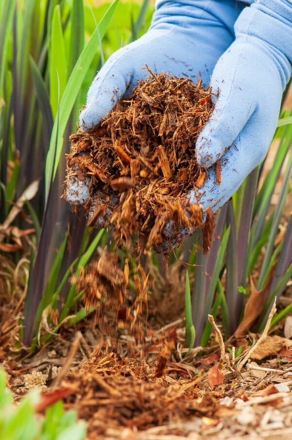 Quelle plante pour faire du paillage ?