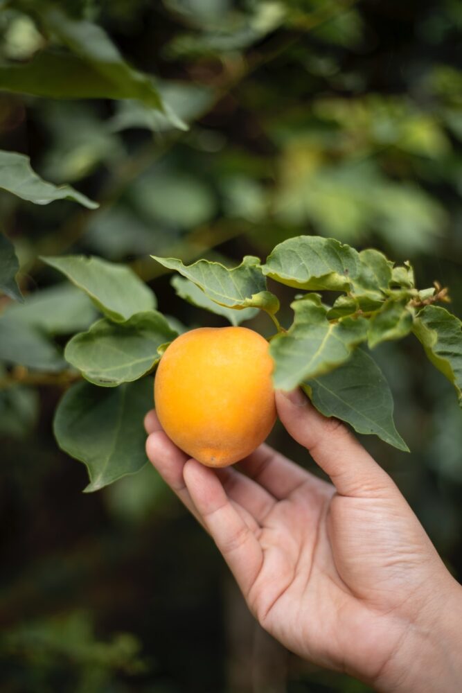 Quelles sont les caractéristiques de l'agriculture productiviste ?