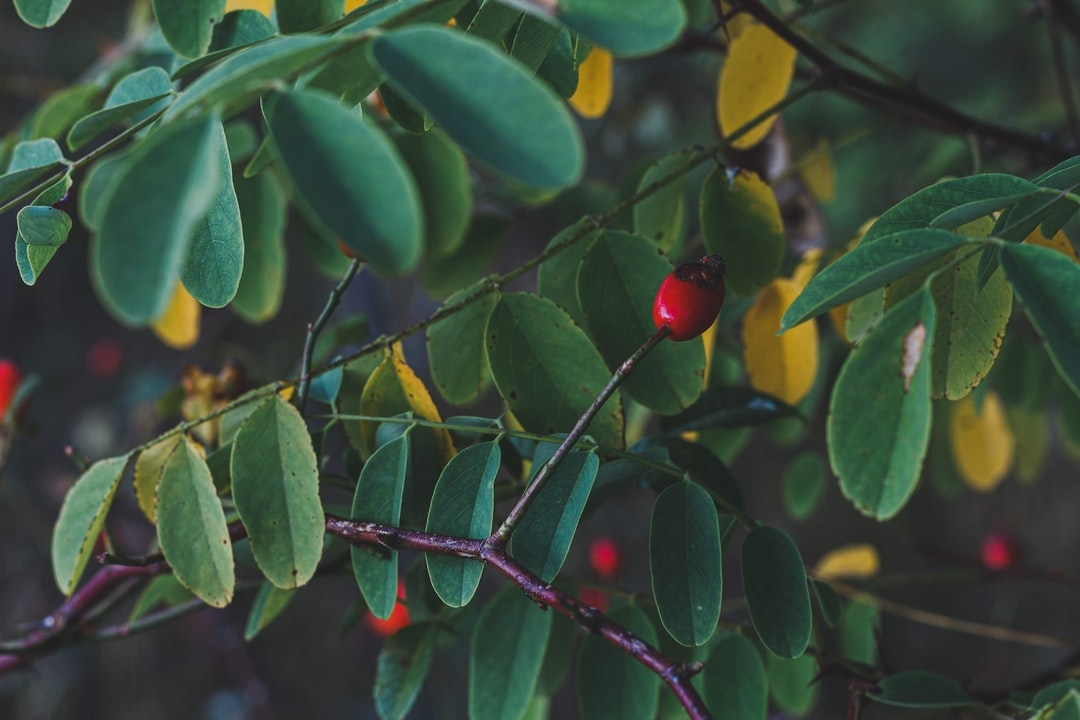 Quels sont les dangers de la fraise ?