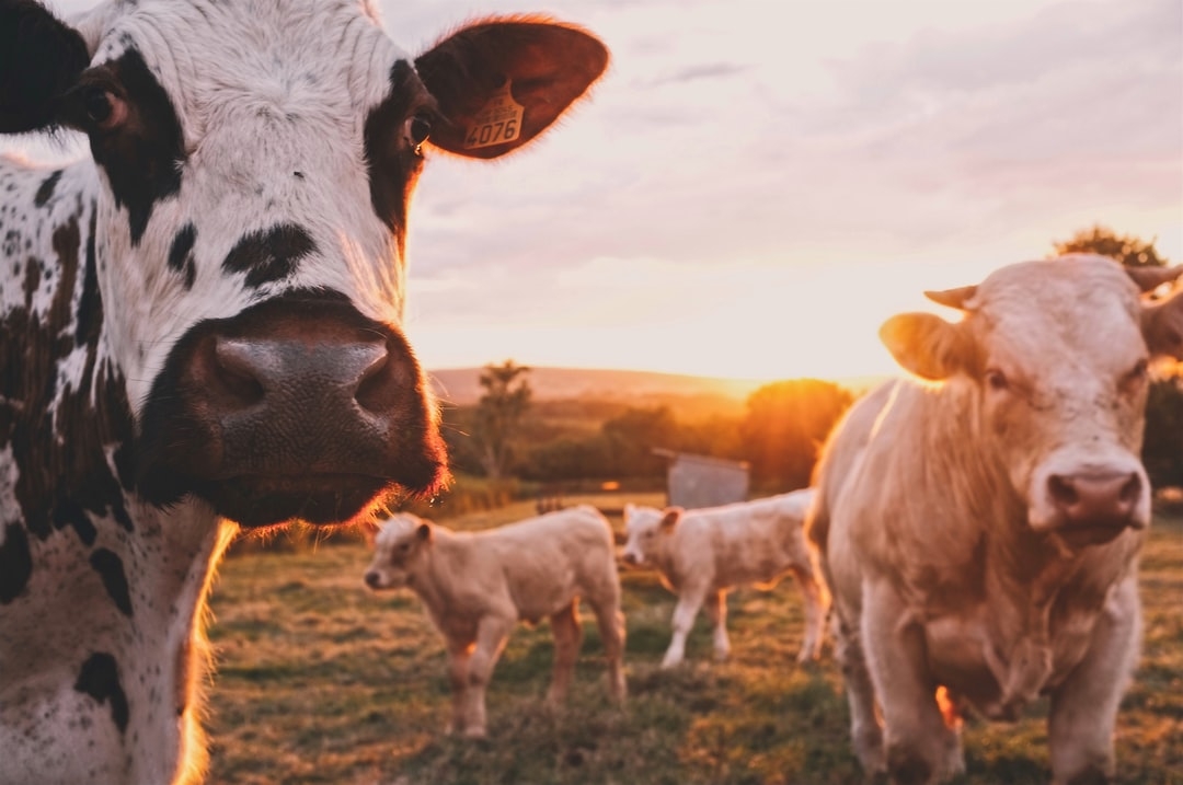 Quels sont les principes de base de l'agriculture biologique ?