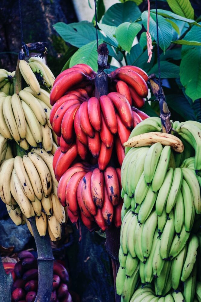 Comment avoir des fruits sur un bananier ?