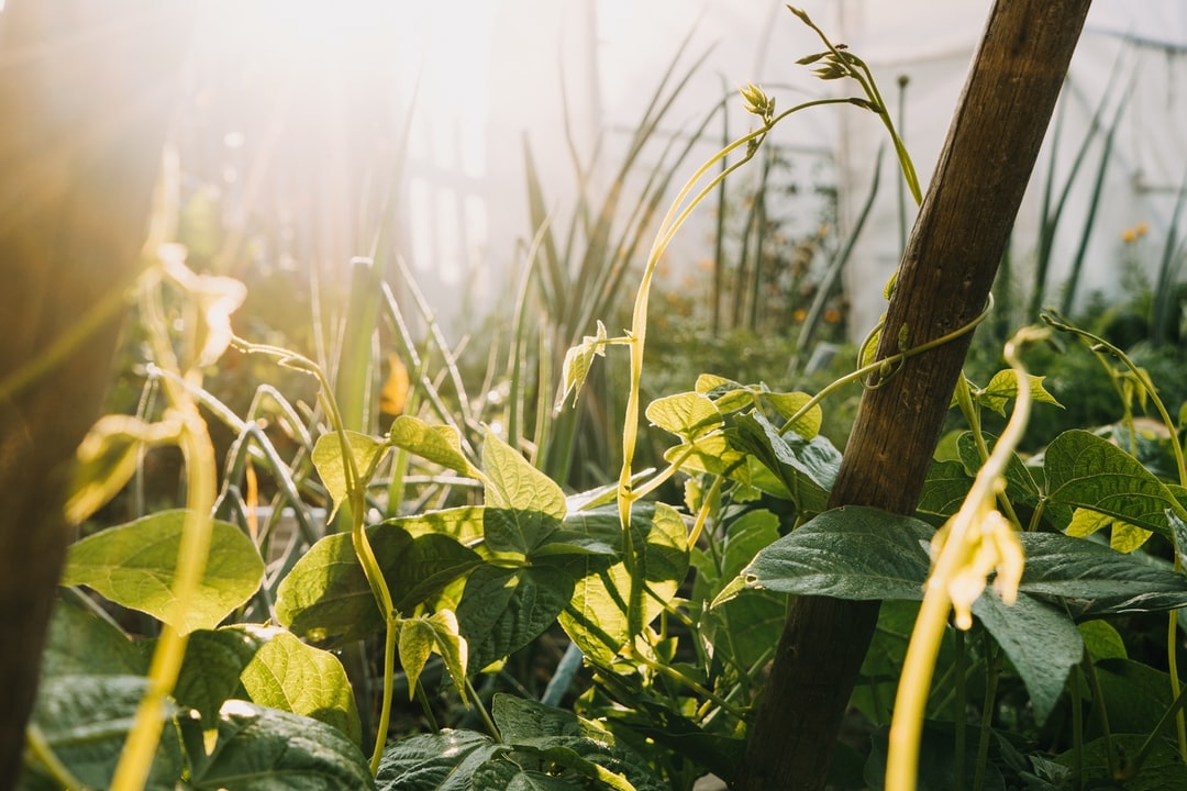 Comment commencer en permaculture ?