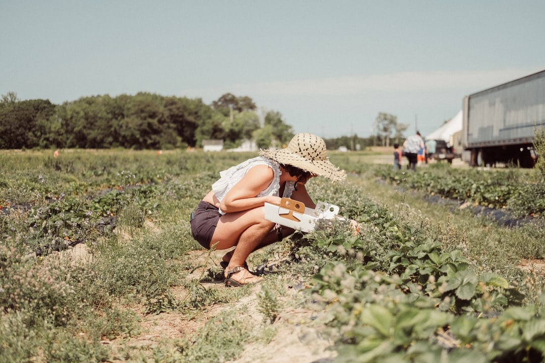 Comment empêcher les fraises de pourrir ?