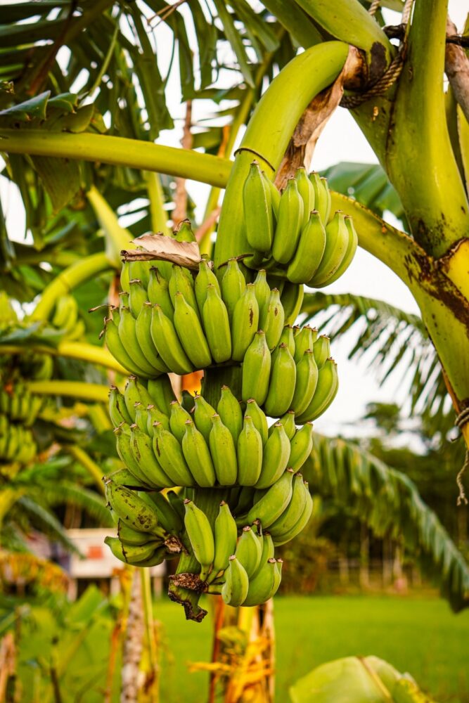 Comment planter un bananier dans le jardin ?