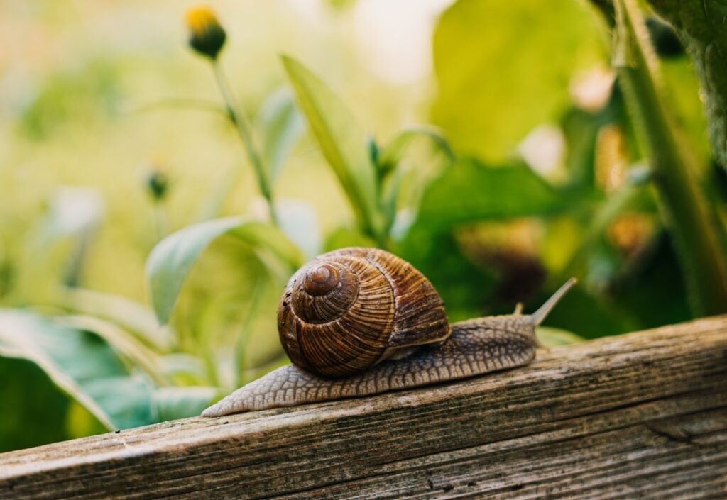 Comment remplir un bac en permaculture ?