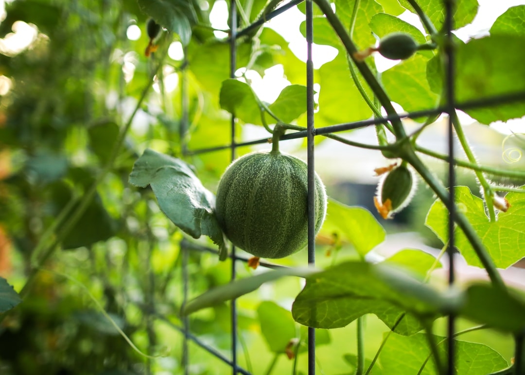 Comment savoir si un melon est mûr ?