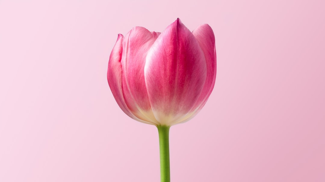 Comment se forme une fleur de bananier ?