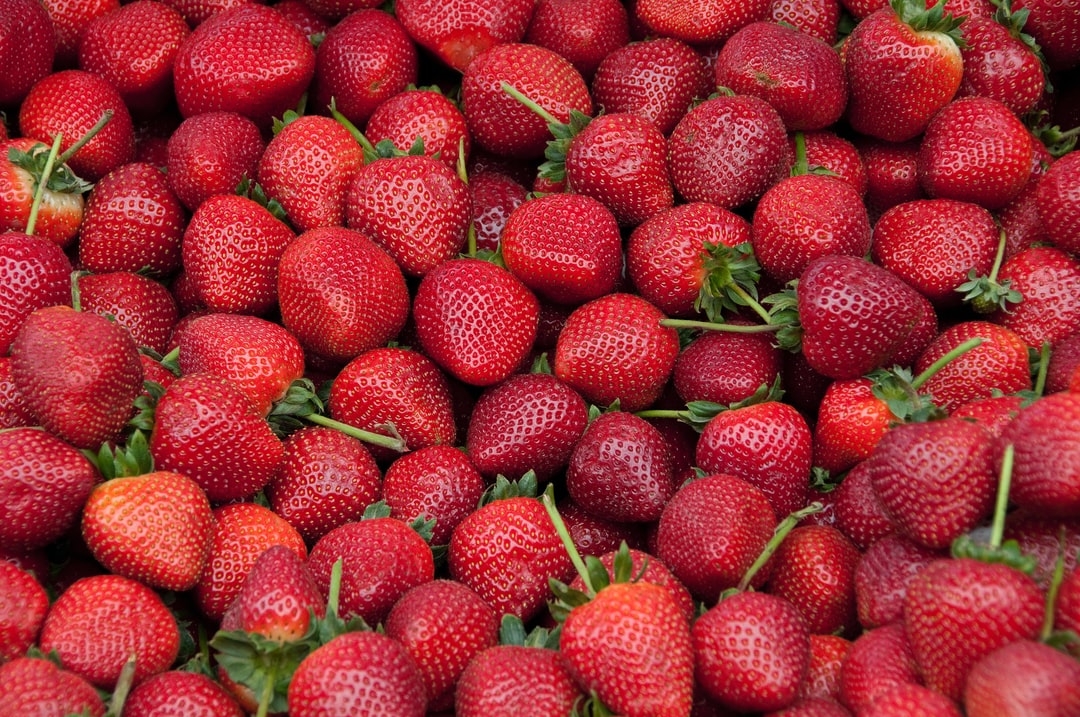 Comment s'occuper d'un plant de fraise ?