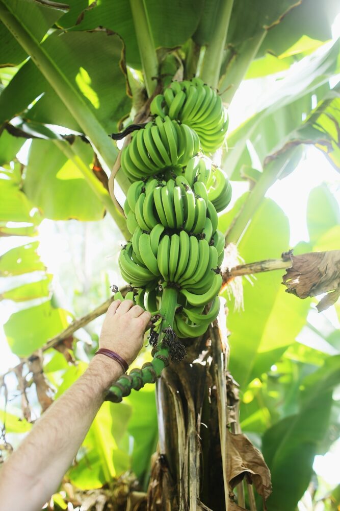 Comment sont les racine d'un bananier ?