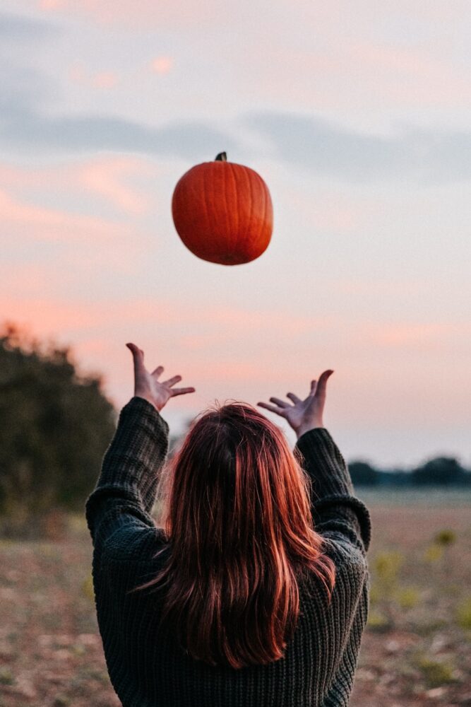 Est-ce que les cerises continuent à mûrir après la cueillette ?
