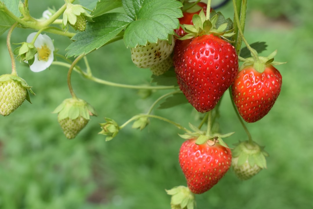 Est-ce que les fraises se mettent au frais ?