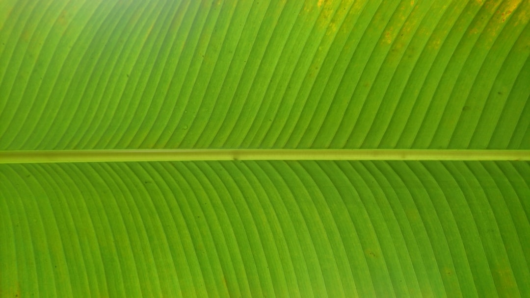 Quand couper un régime de bananes ?