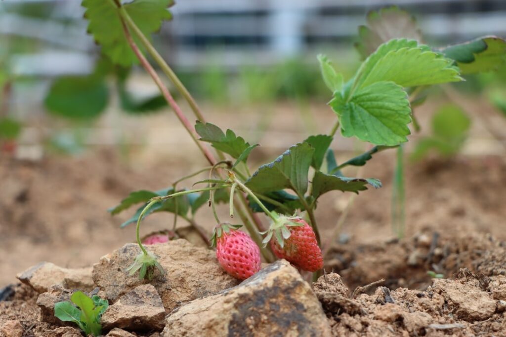 Quand mettre en terre les plants de fraisiers ?